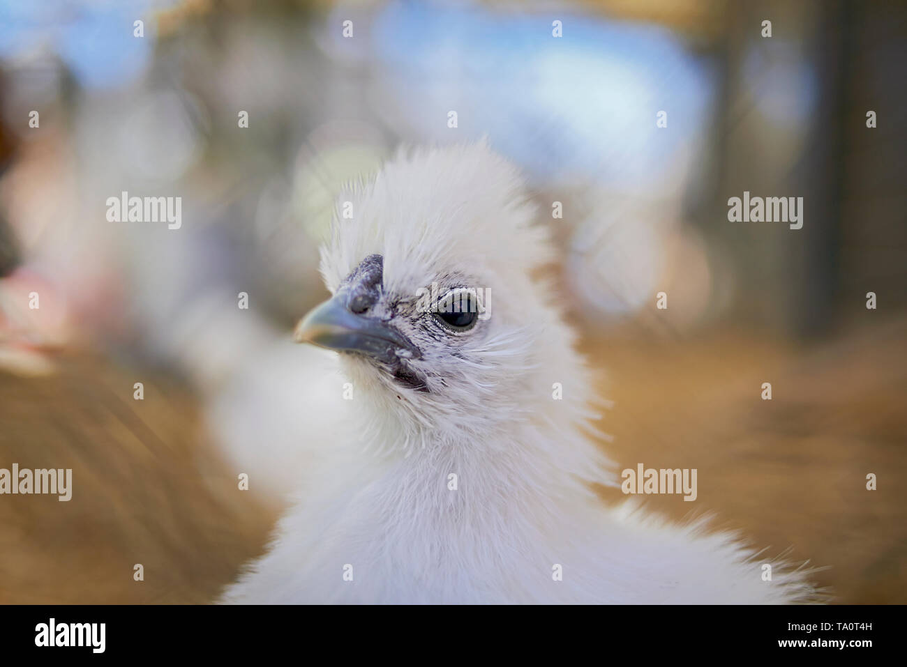 Close up of a new born chick looking punk and cute Stock Photo