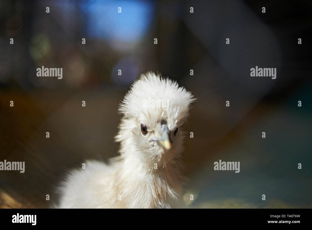 Close up of a new born chick looking punk and cute Stock Photo