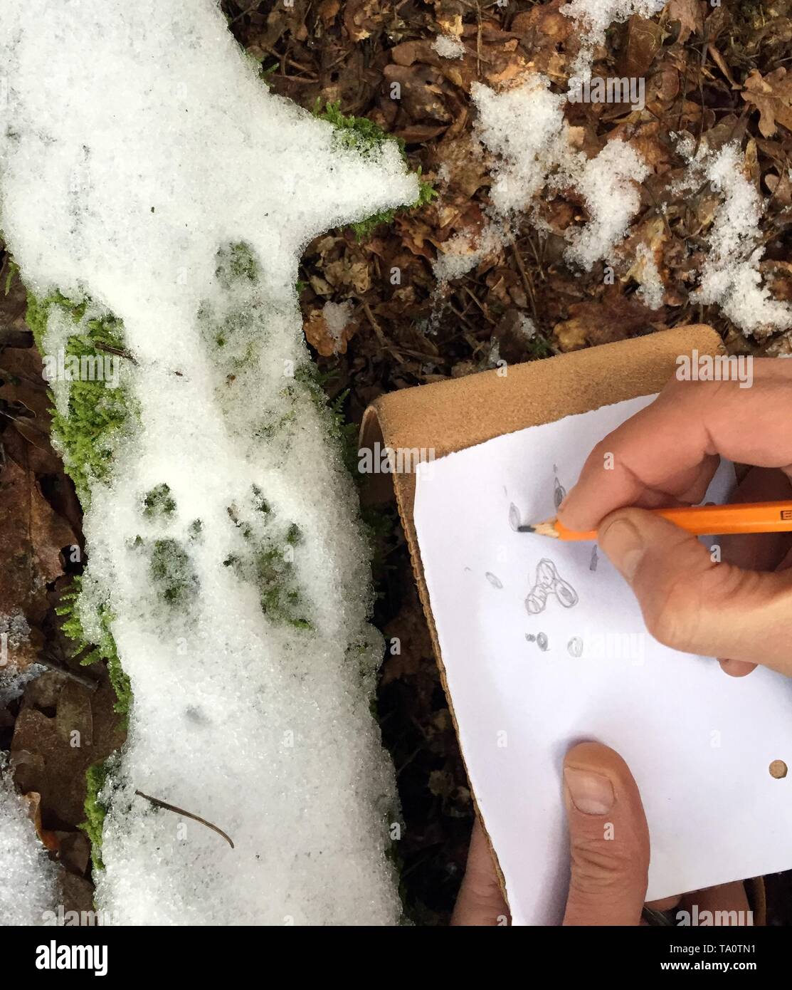 Tracking animals hires stock photography and images Alamy
