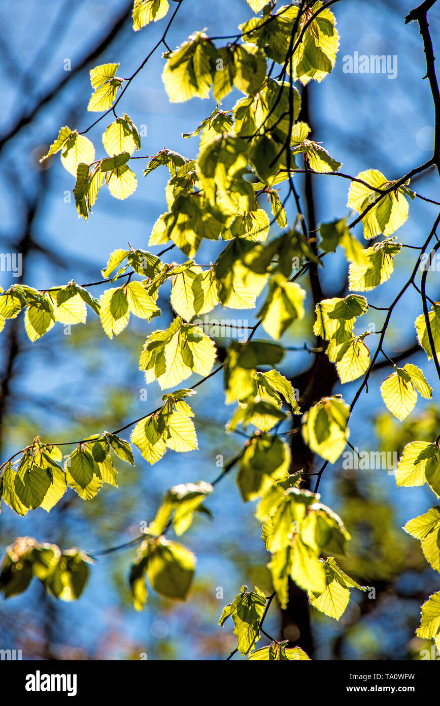 Soft birch leaves in spring in back light Stock Photo