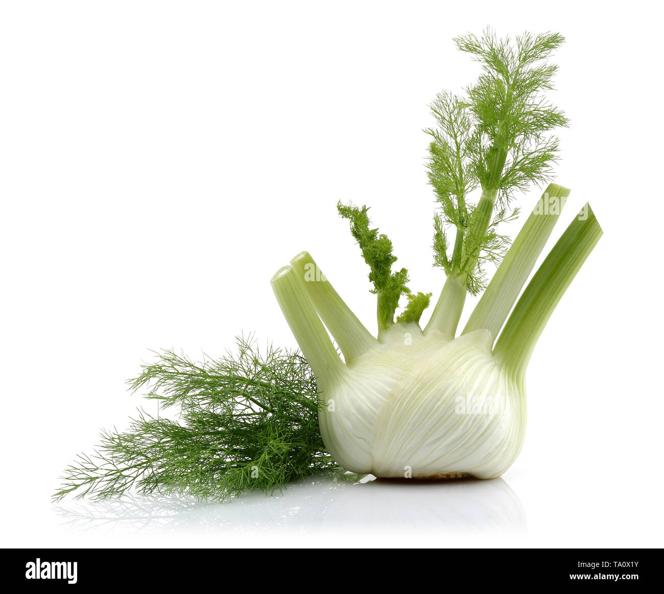 Fresh fennel bulb isolated on white background Stock Photo Alamy