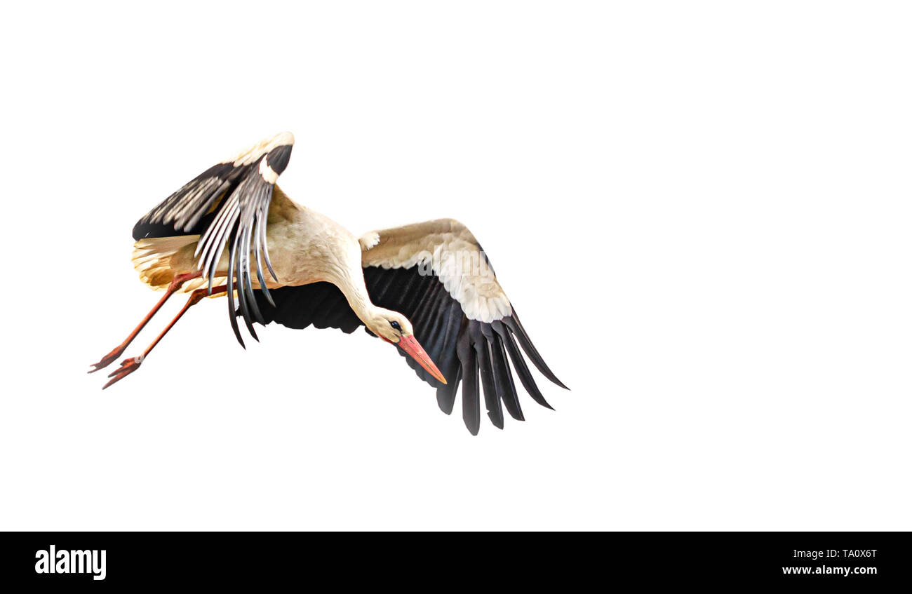 flying white stork isolated on white background Stock Photo