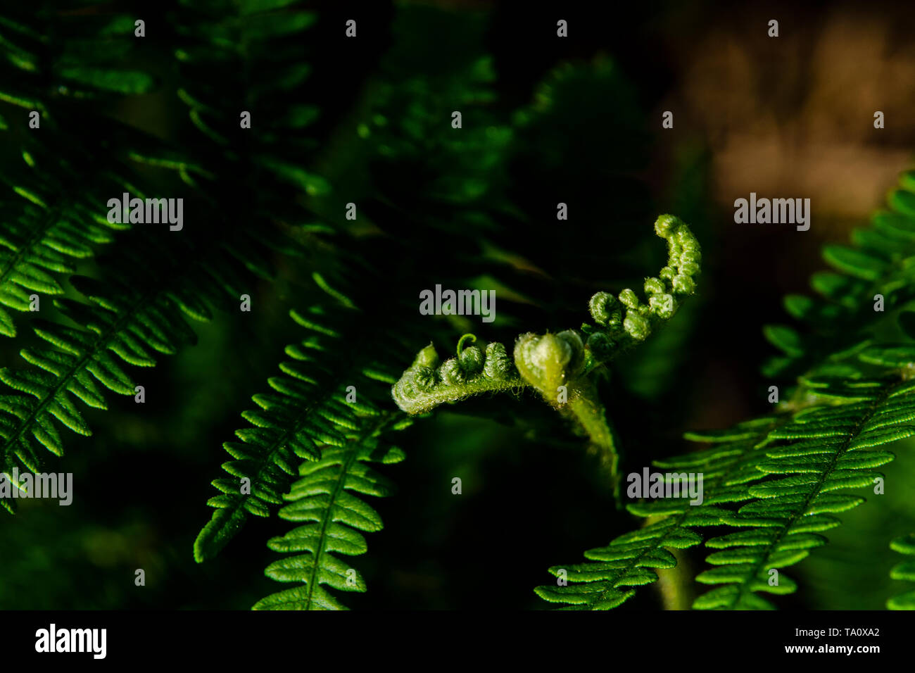 Ferns growing on forest floor hi-res stock photography and images - Alamy