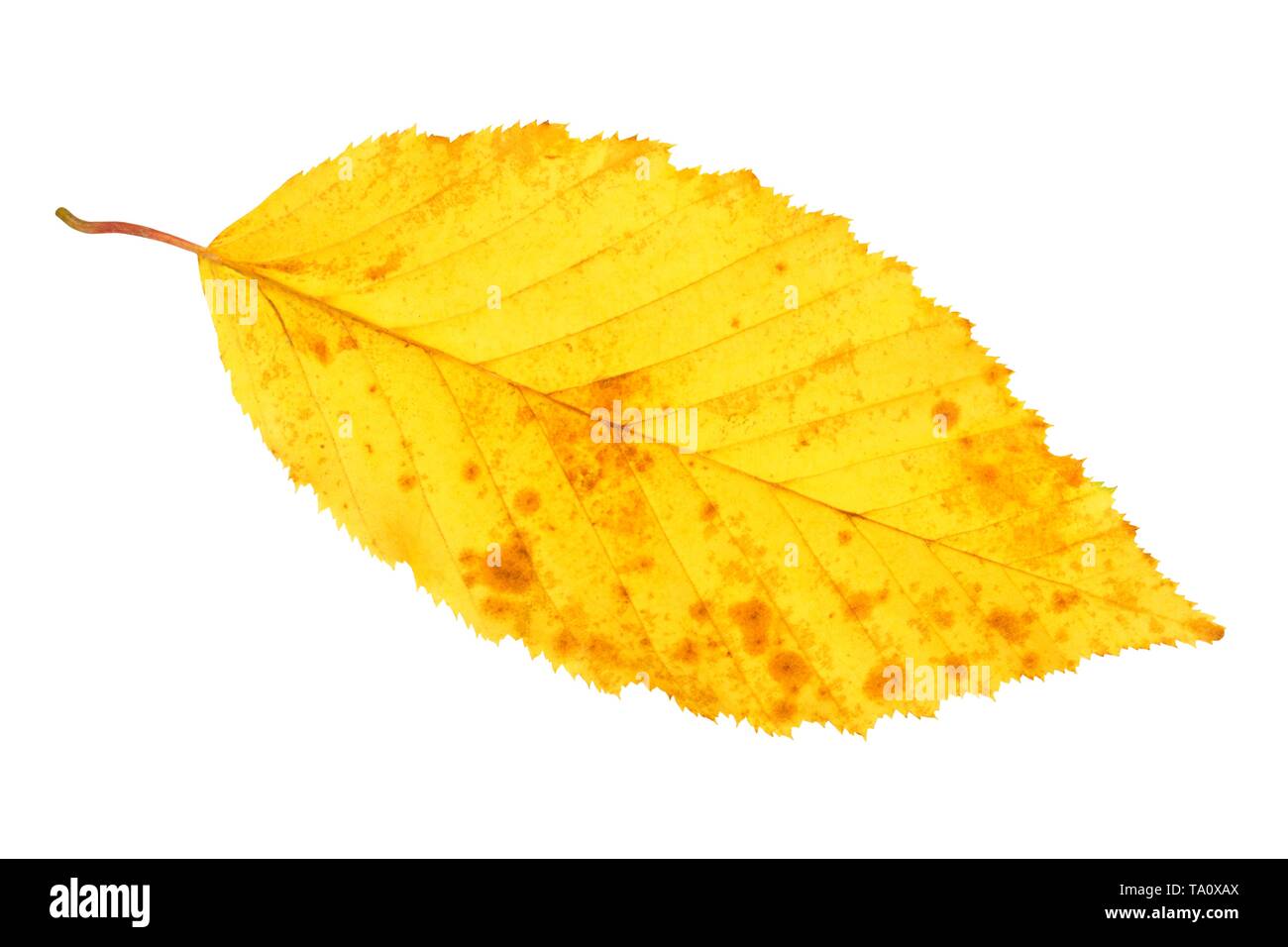 Autumn leaf isolated on white background Stock Photo - Alamy