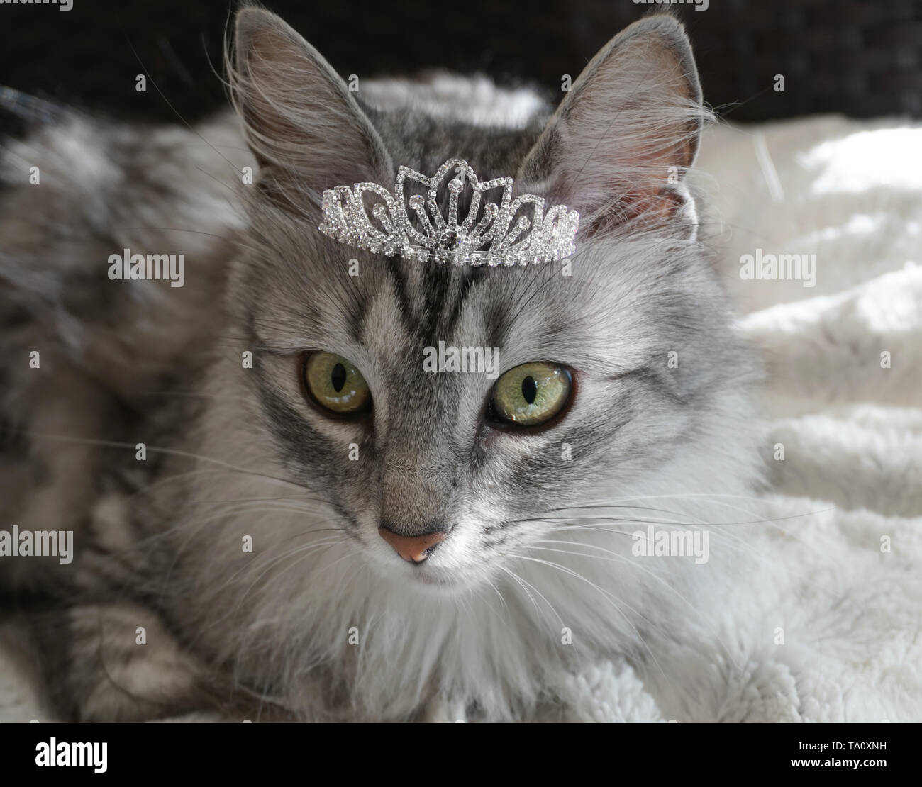 portrait of purebred turkish angora cat looking at camera Stock Photo