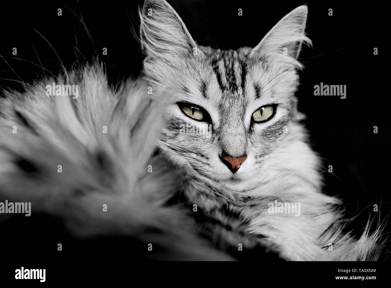 portrait of purebred turkish angora cat looking at camera Stock Photo