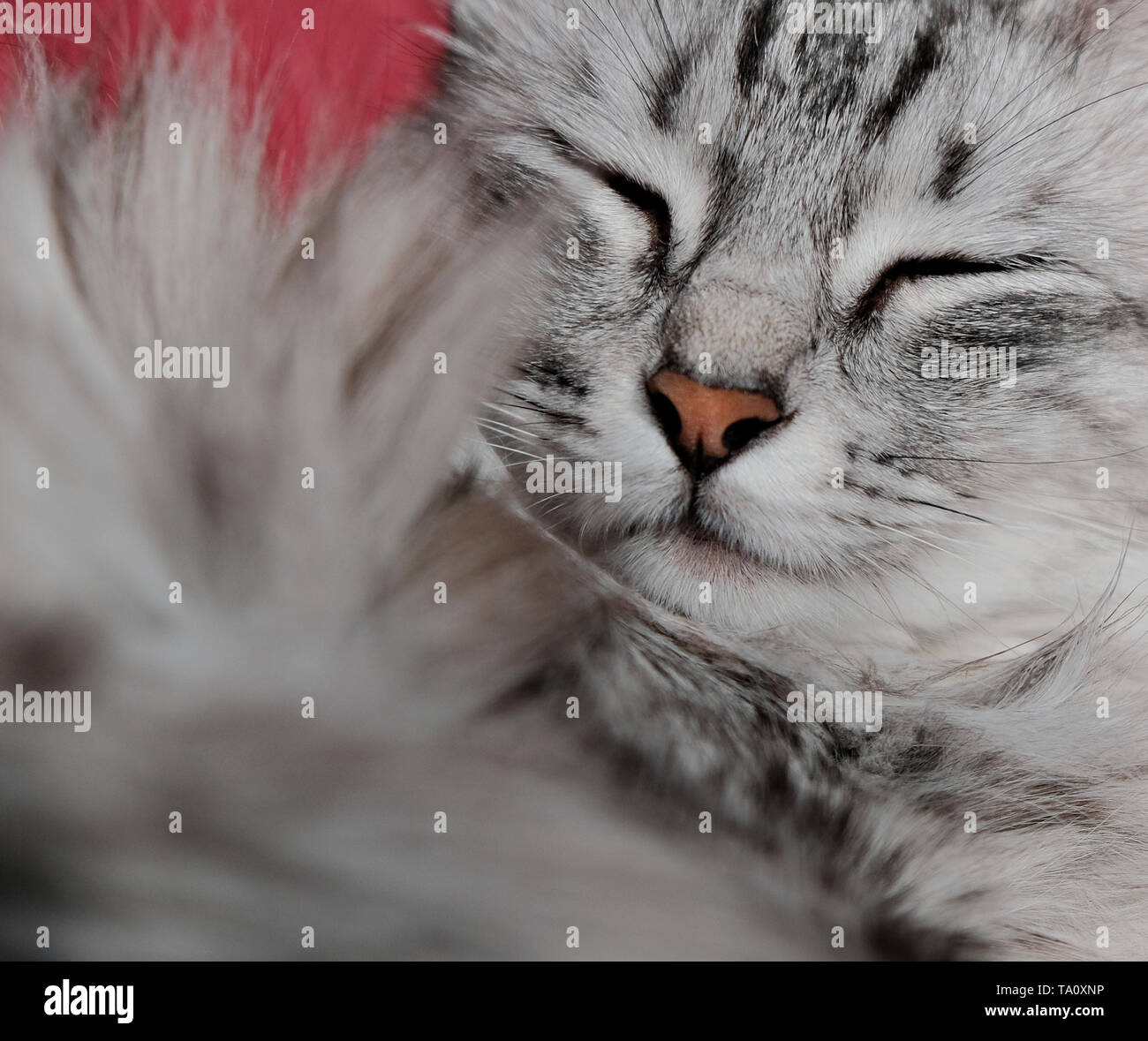 close up portrait of purebred turkish angora cat sleeping Stock Photo