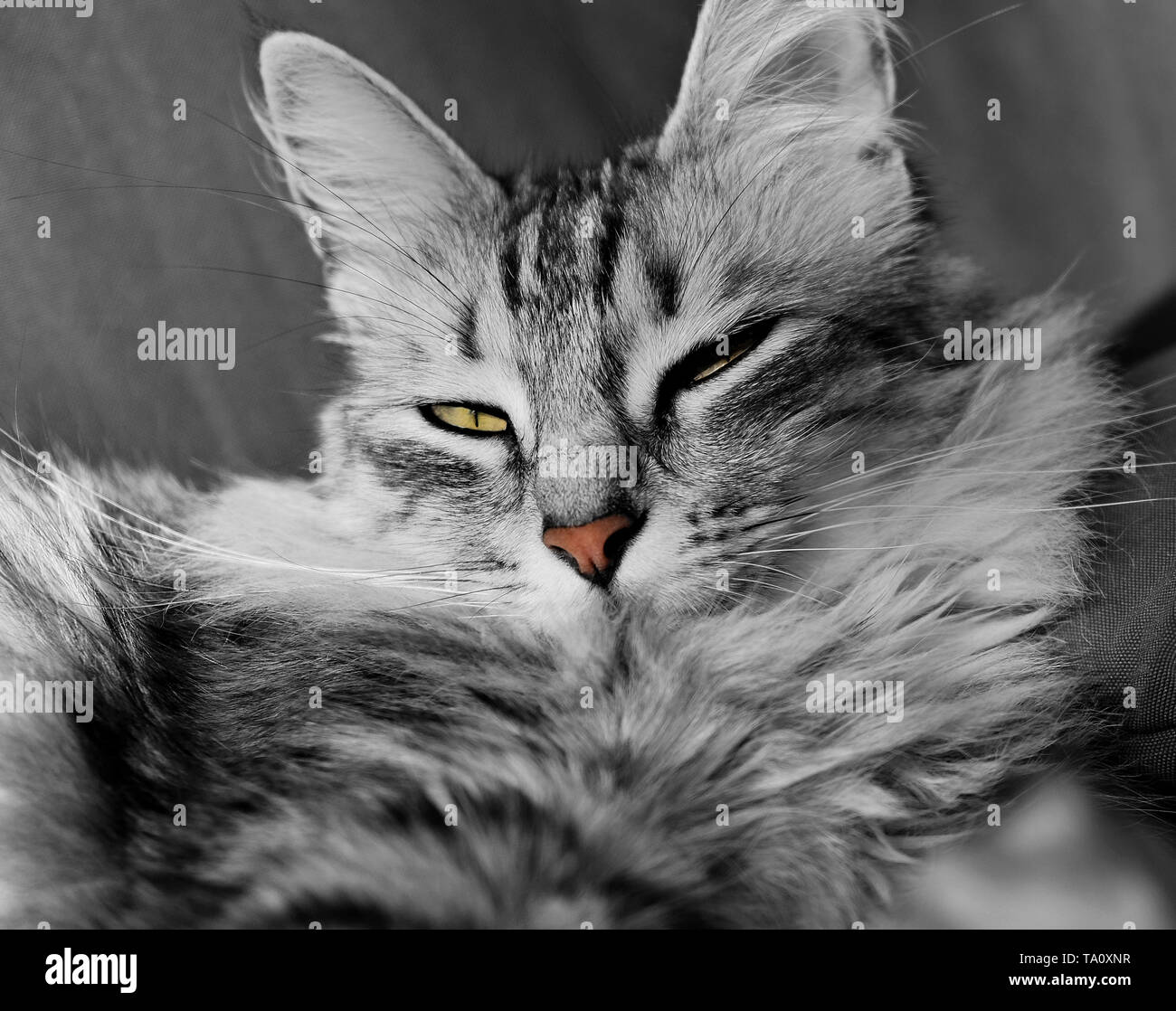 portrait of a grey purebred turkish angora cat Stock Photo