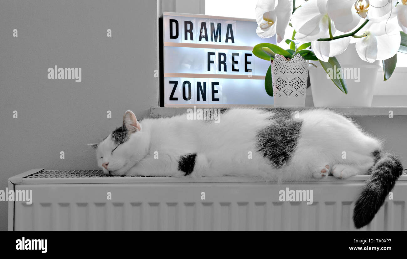 domestic cat sleeping on radiator Stock Photo Alamy
