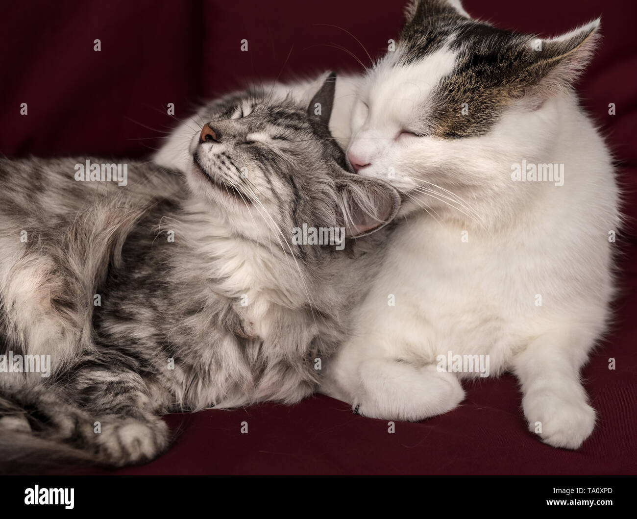 inseparable cats pair grooming on a red sofa Stock Photo