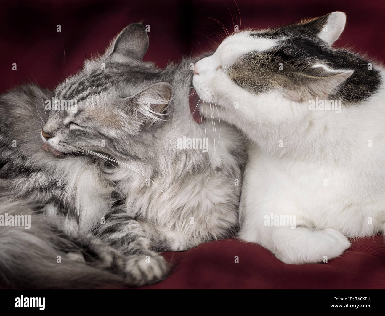 Two cats pair grooming on red sofa Stock Photo