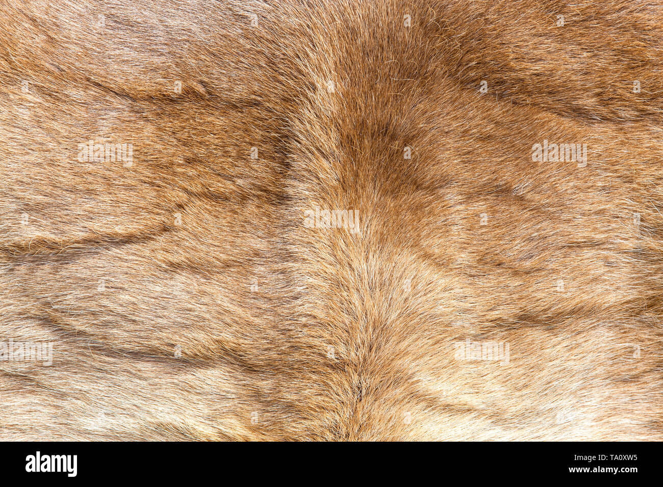 Colored  reindeer fur texture Stock Photo