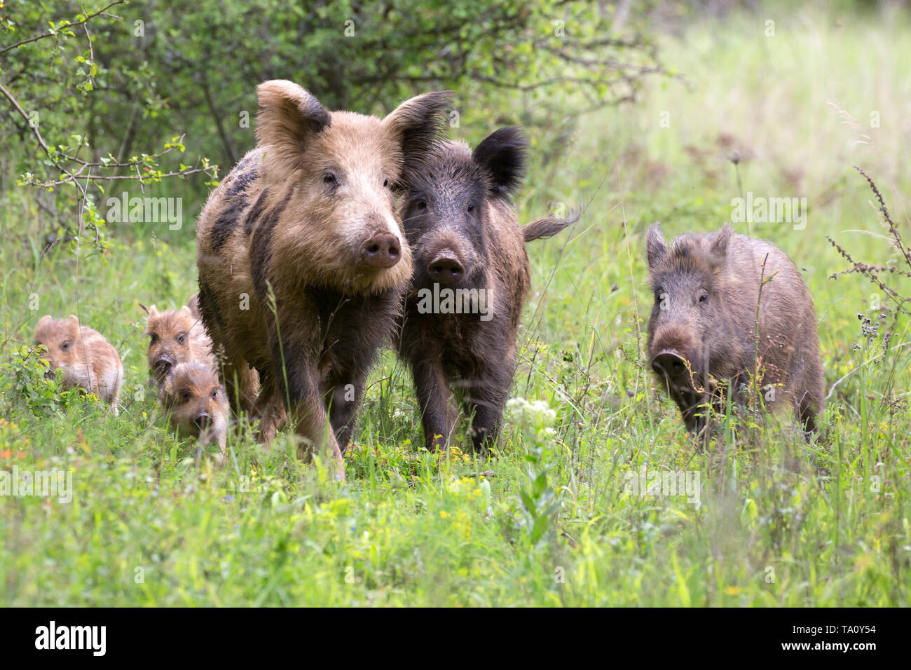 wild boar in forest Stock Photo