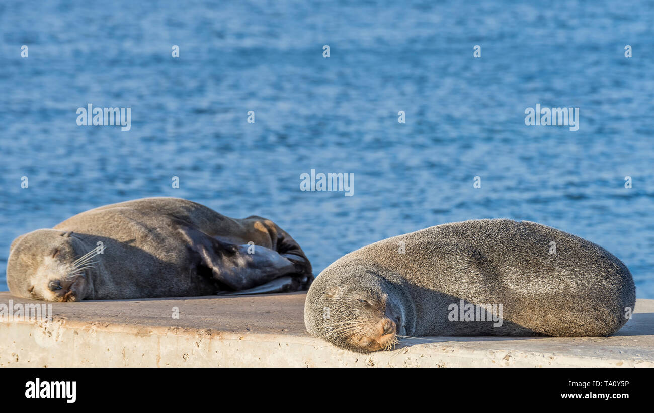 Pair of sea lions lazily rests on the rocks, Kingscote, Kangaroo Island, Southern Australia Stock Photo