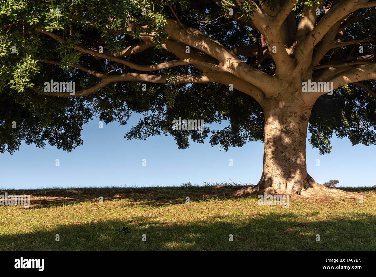 big single tree in a park Sydney Australia Stock Photo