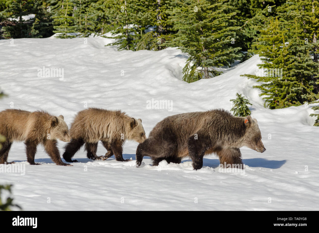 grizzly bear mom and her two cubs walking in deep snow Stock Photo