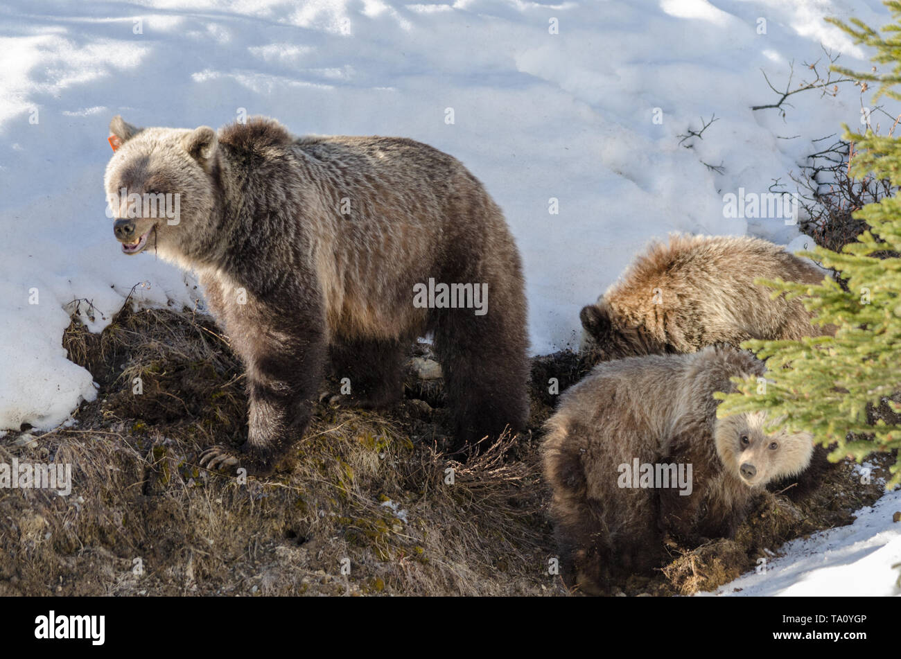 Grizzly Mom Bear protecting her cubs Stock Photo