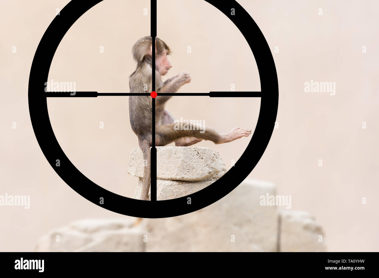 Hunting a baby baboon, selective focus through a scope Stock Photo Alamy