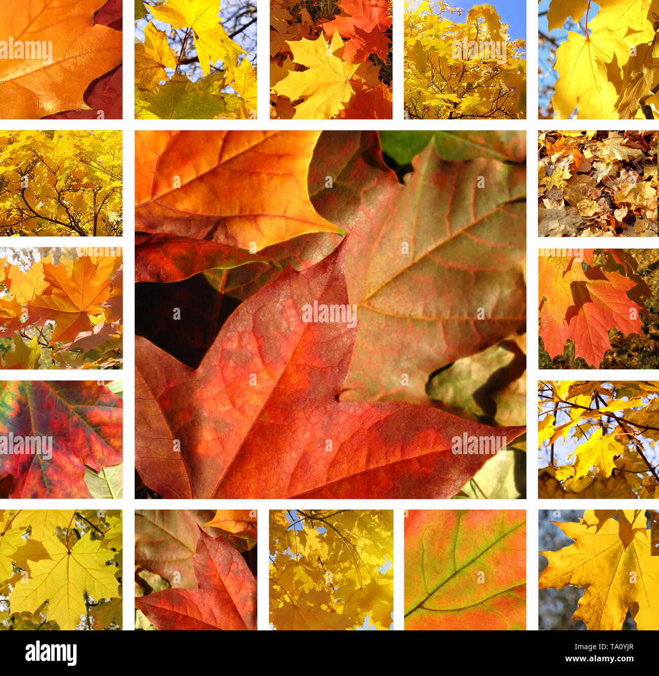 Collage from photos of beautiful autumn maple leaves Stock Photo