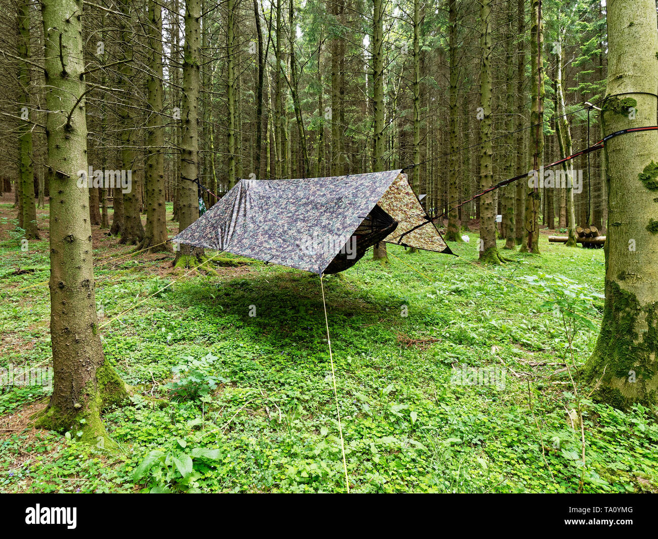 Camping with Hammock , Powys. UK Stock Photo Alamy