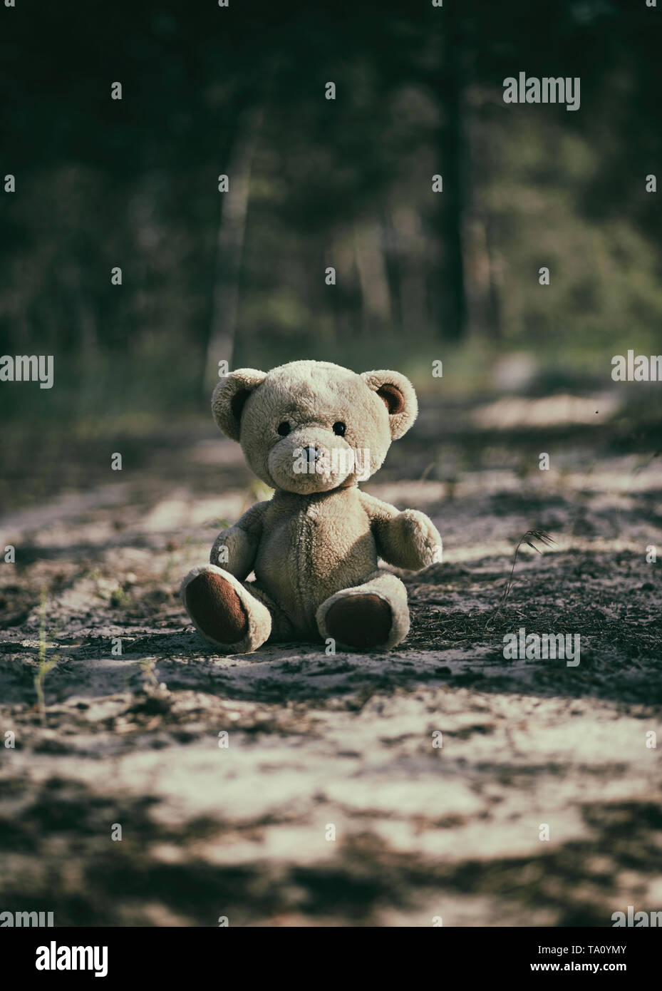 abandoned brown teddy bear sitting in the middle of the forest in the ...