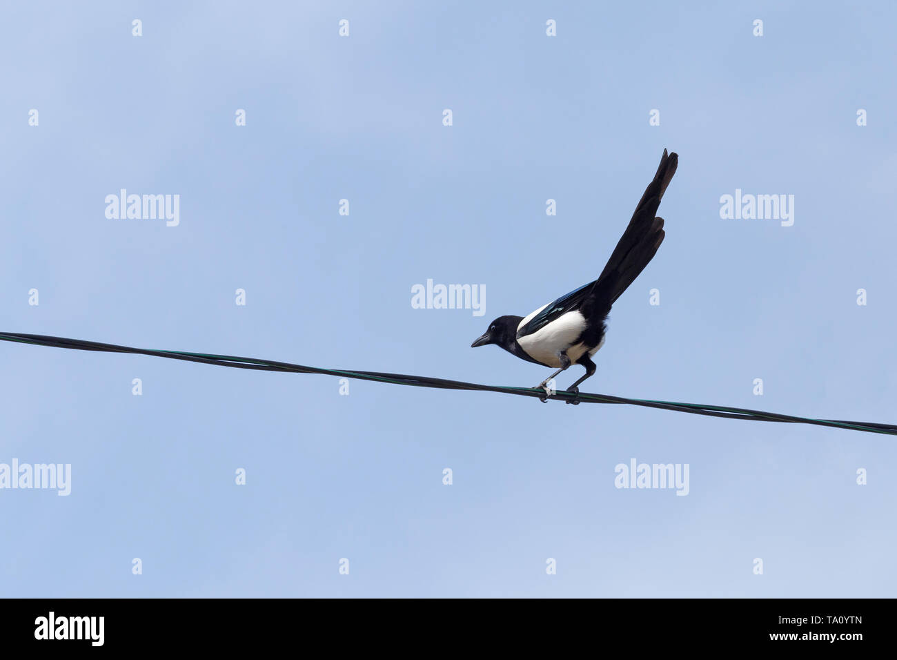 curious magpie sitting on electric cable against blue sky Stock Photo