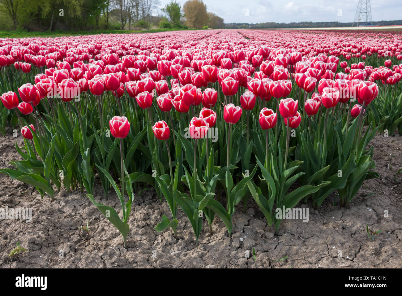 colorful tulips in Flevoland in Holland Stock Photo - Alamy