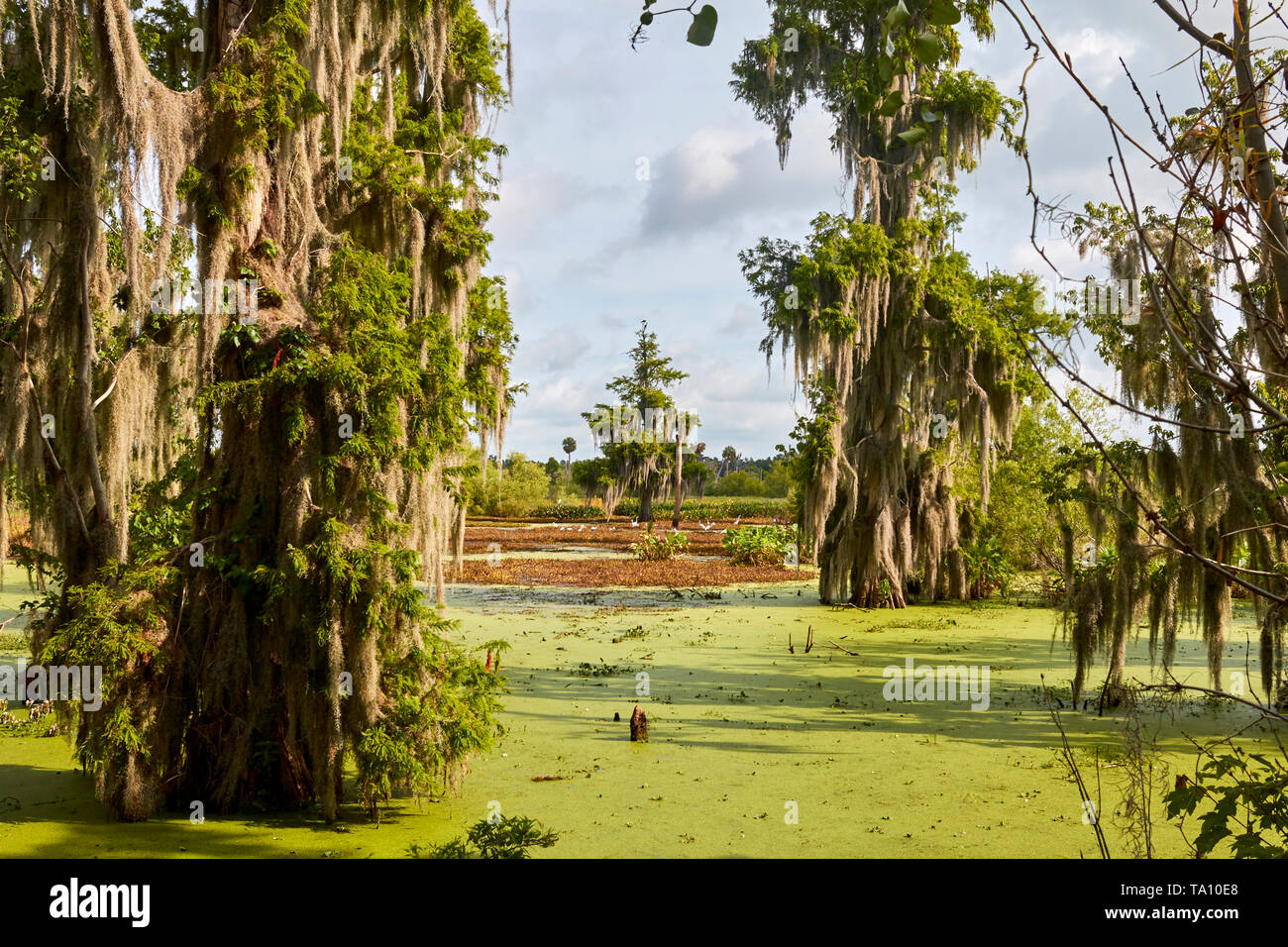 Florida Cypress Swamp Landscape Stock Photo