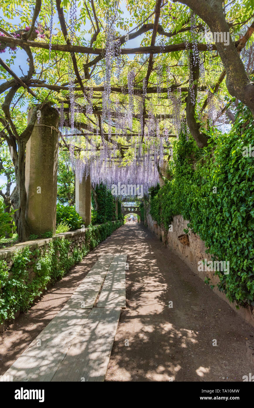 Wisteria in the gardens of Villa Cimbrone Hotel (Albergo) in Ravello overlooking the Amalfi Coast and Bay of Salerno in Campania Southern Italy Stock Photo