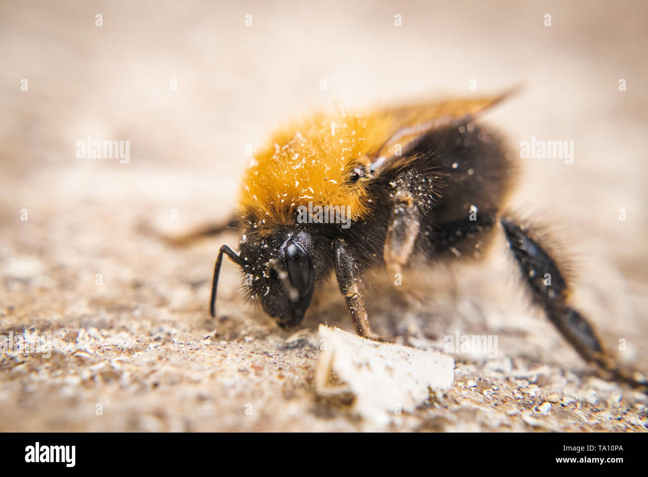 Bumble-bee macro picture Stock Photo