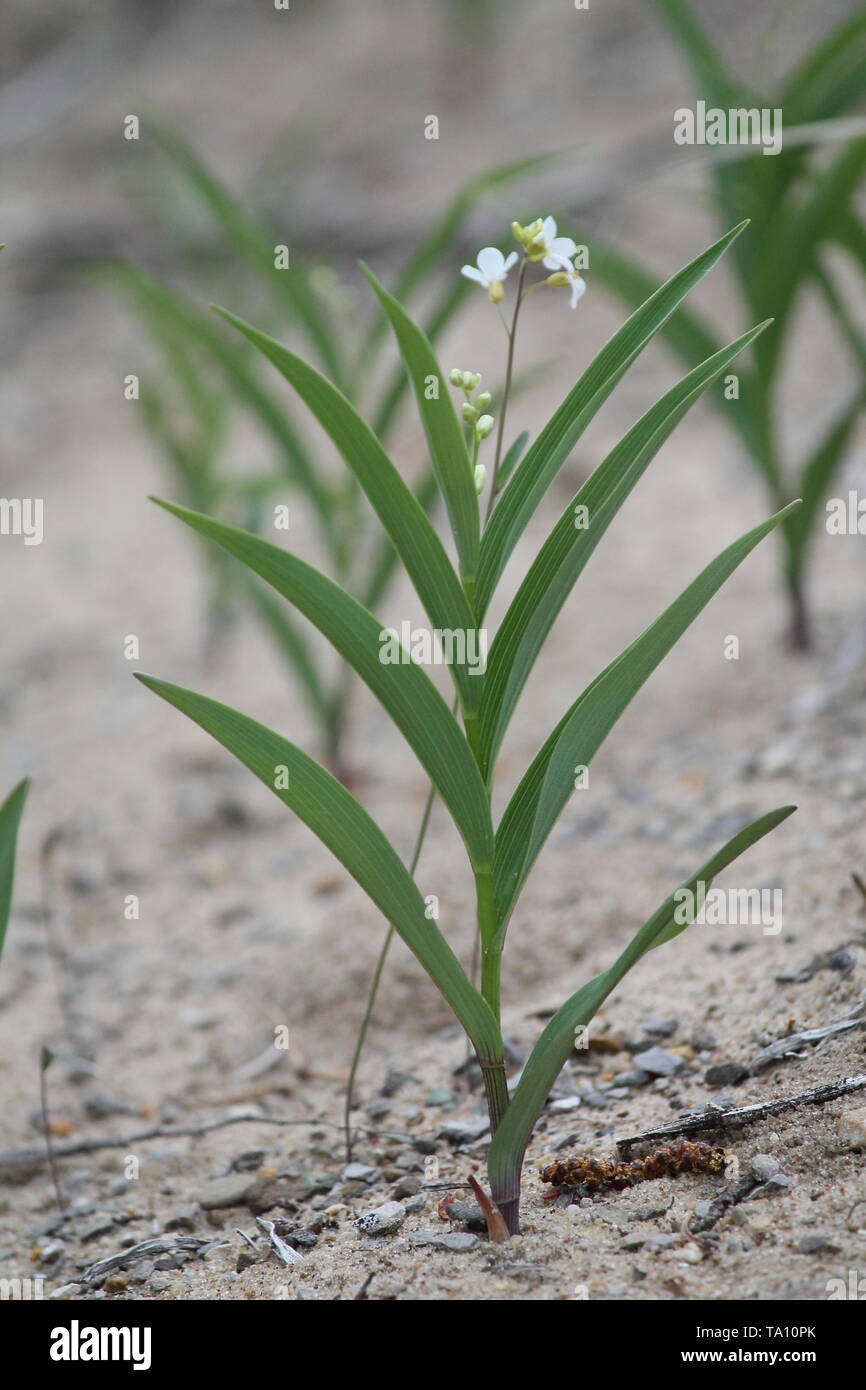 Small plant with white flowers in sandy soil Stock Photo Alamy