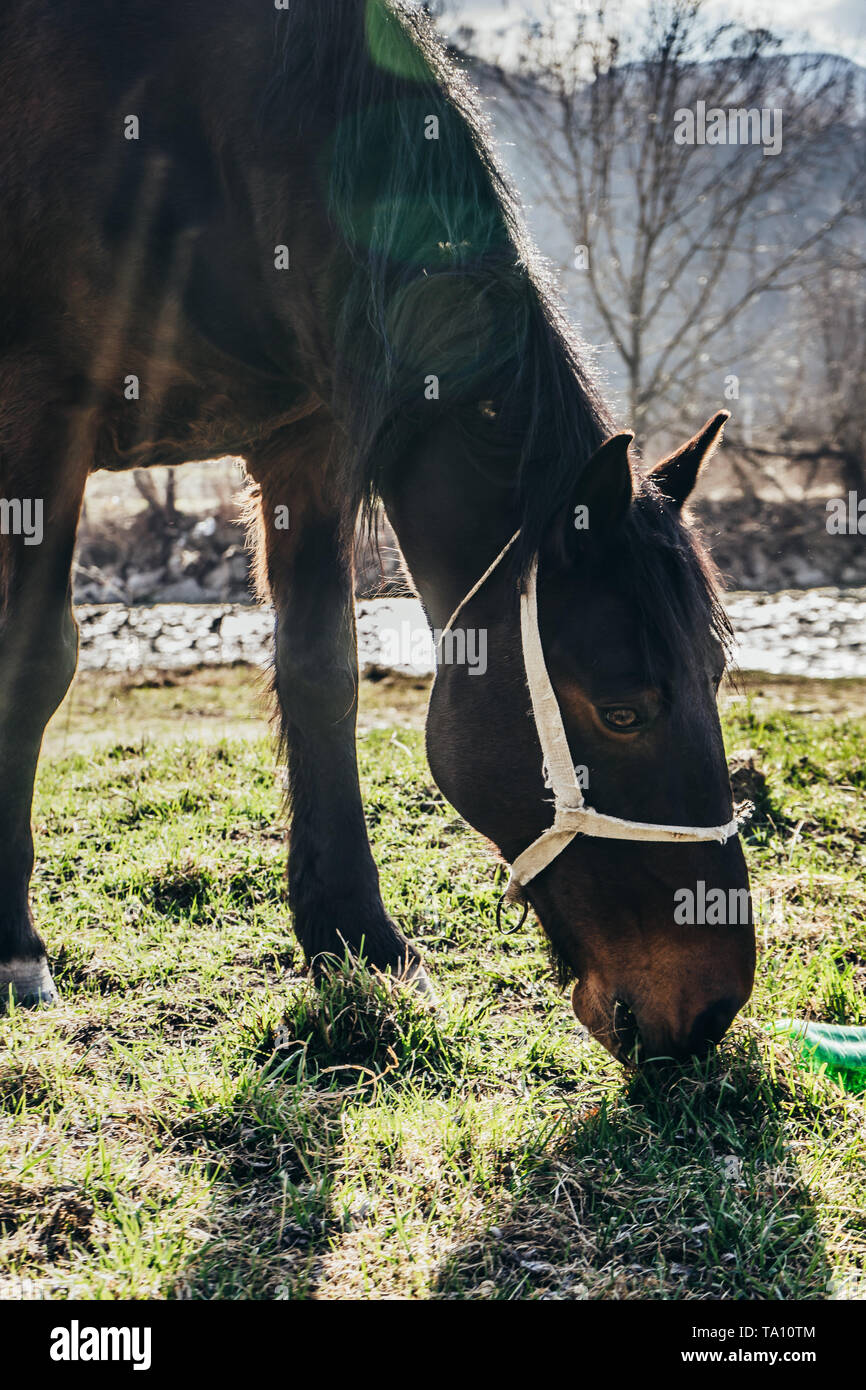 Brown horse eating grass near plastic bottle, example of pollution in our days Stock Photo