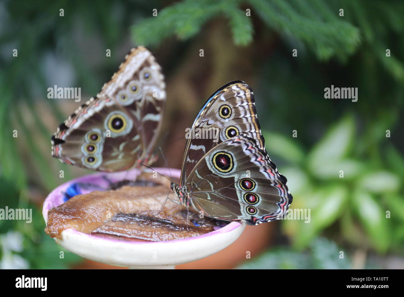 Two morpho butterflies resting on a feed tray turned with eye spots facing camera Stock Photo