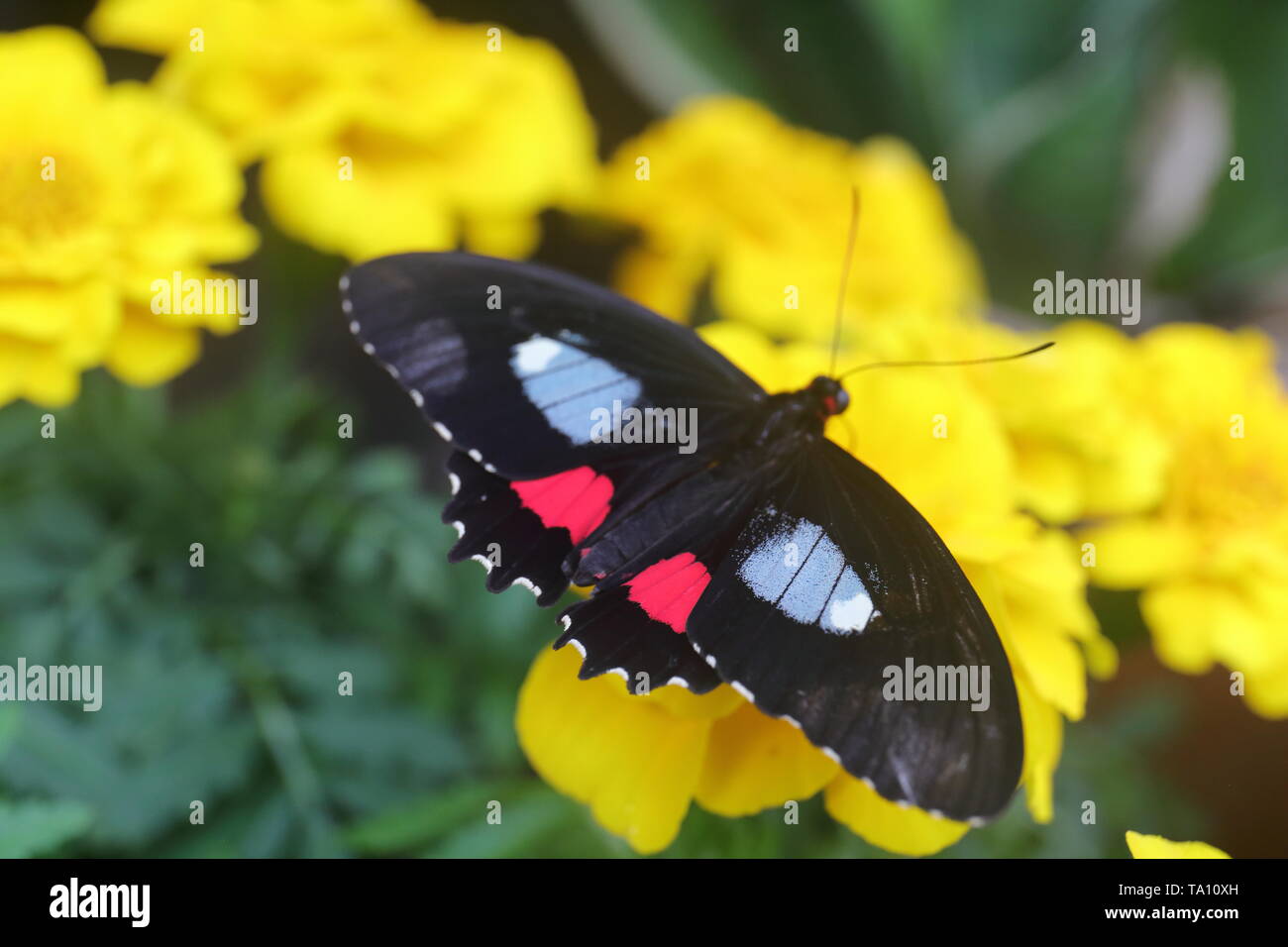 Black, scarlet, and white butterfly feeding on a yellow flower Stock Photo