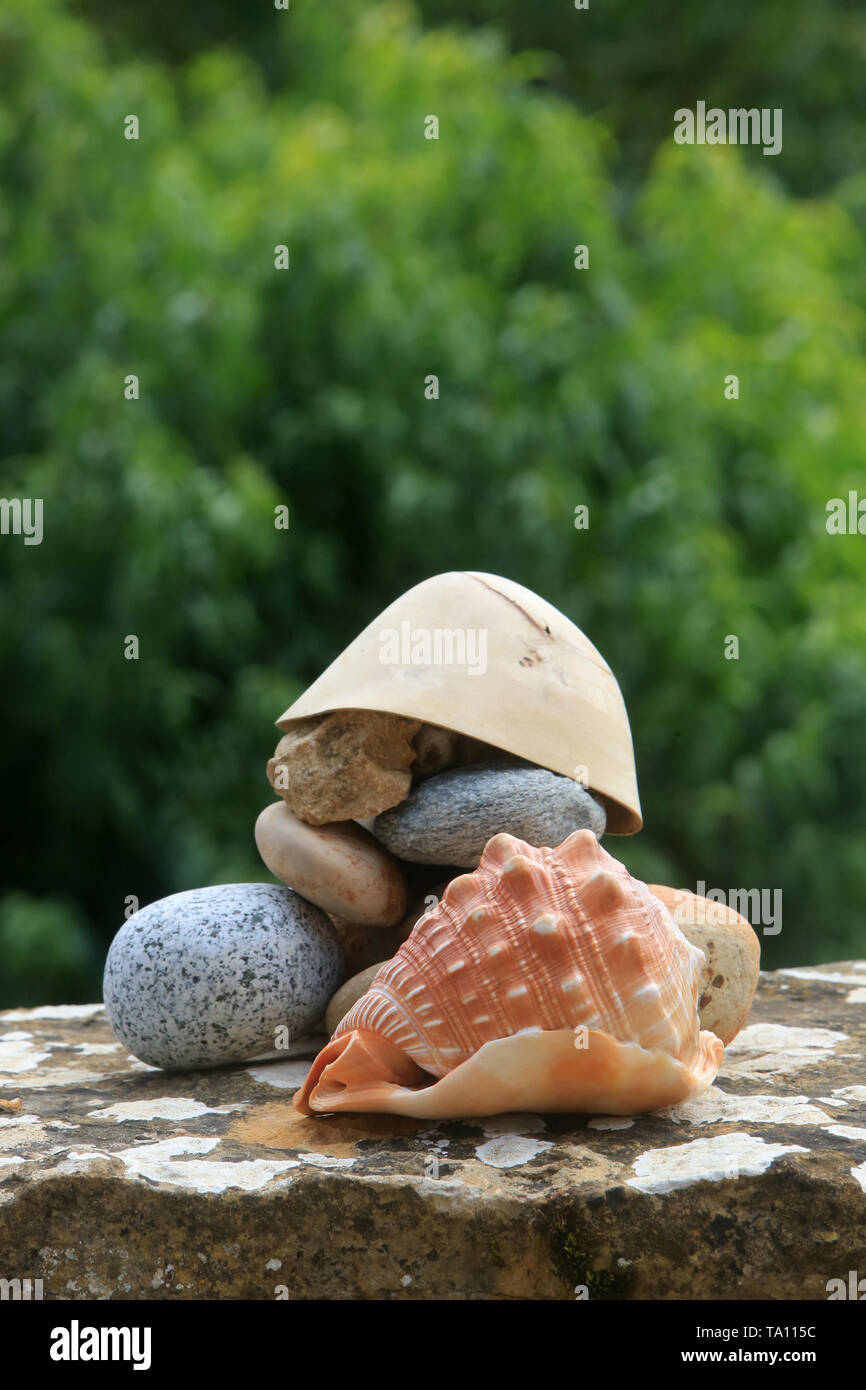 Coquillage High Resolution Stock Photography And Images Alamy