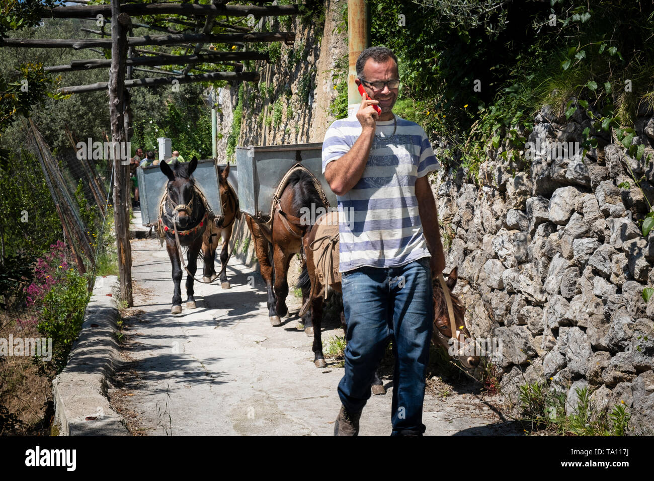 Italian agriculture worker talking on mobile phone & leading donkeys carrying crates of lemons on  path of the lemons at Minori on the Amalfi Coast Stock Photo