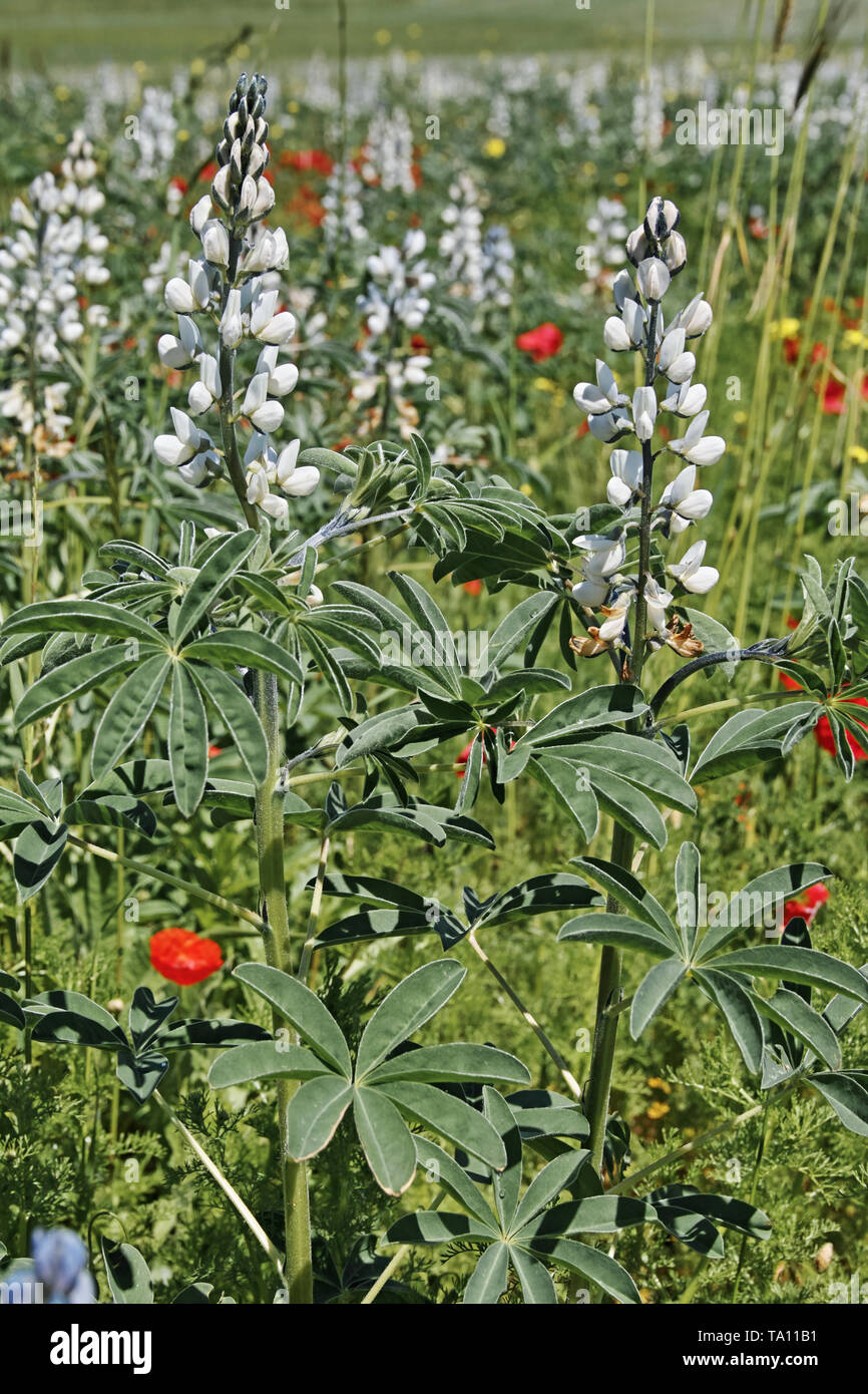 white lupin, plants in blooming, Lupinus albus Stock Photo