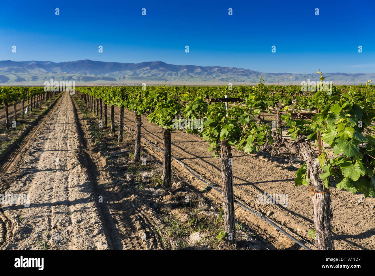 A field of young grape vines in a field near Taft, California, USA