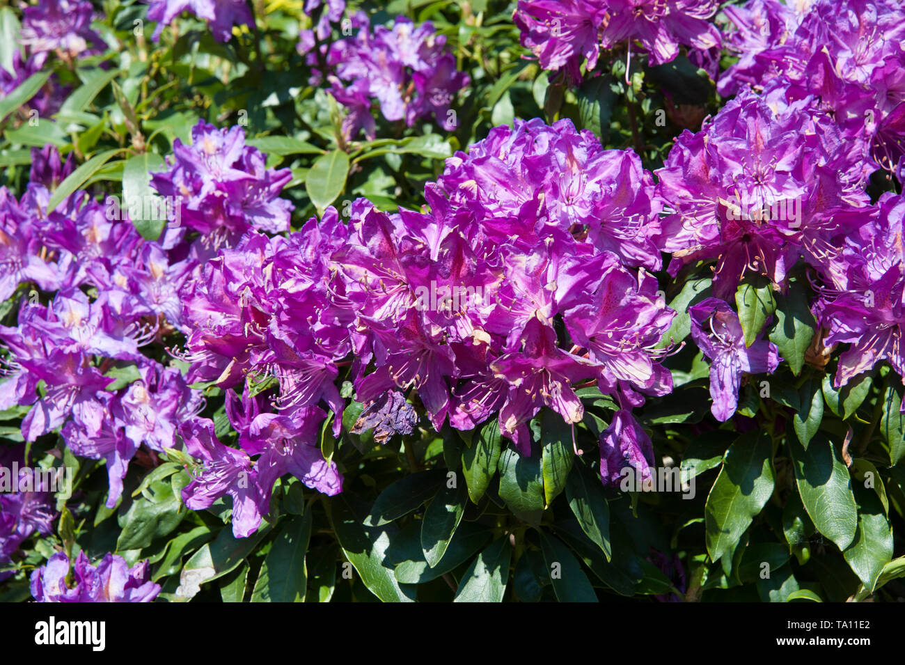 Rhododendron Blossom Stock Photo