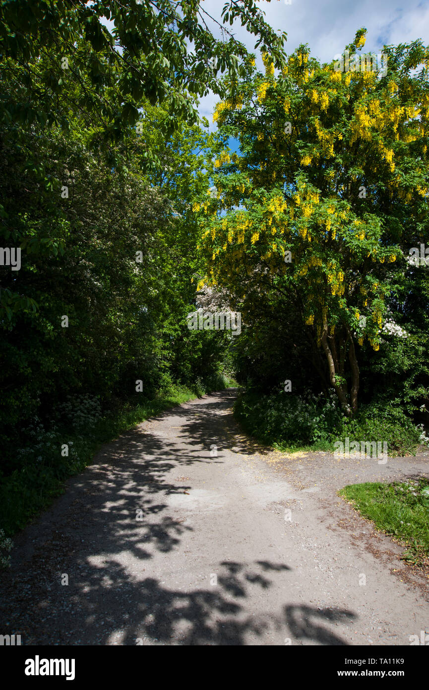 Bridleway in spring Stock Photo