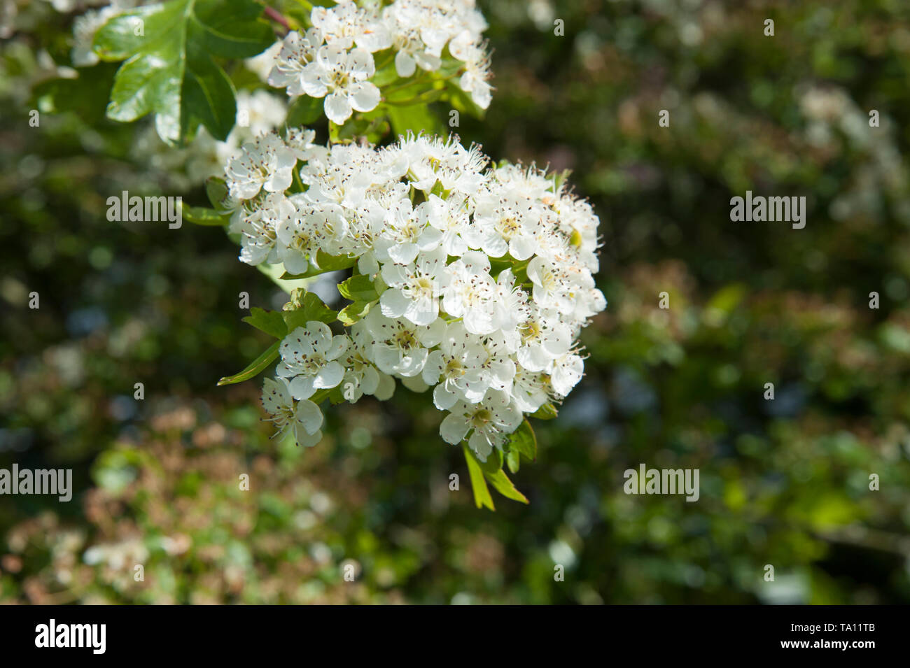 Hawthorn Blossom Stock Photo
