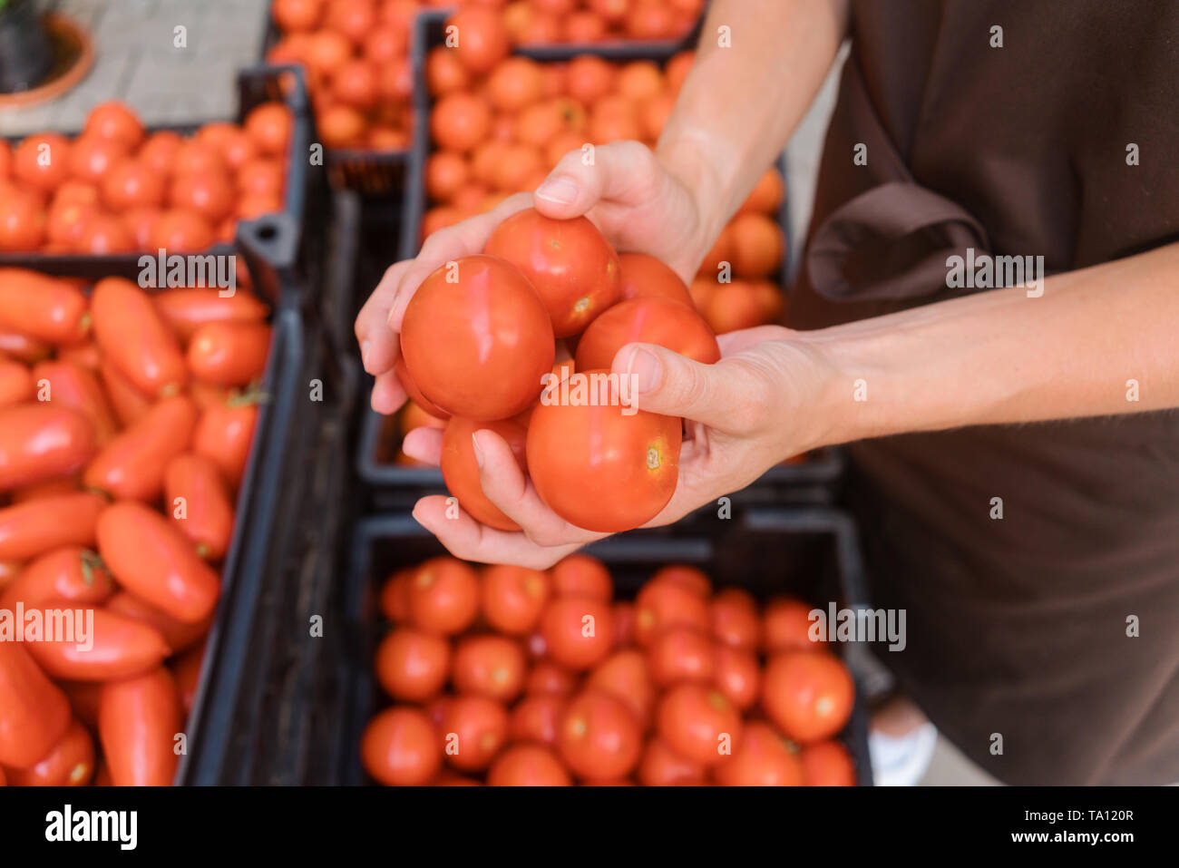 Commercial gardener showing tomatoes she grew  Stock Photo