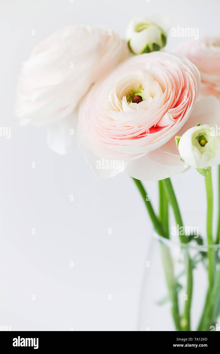 Beautiful fresh cut beige Ranunculus asiaticus or Persian buttercup ...