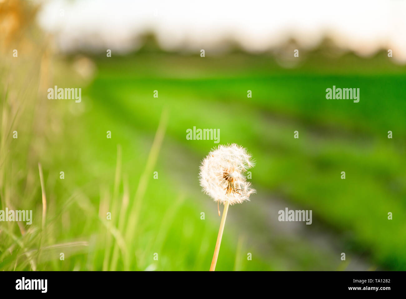Common Dandelion ( Taraxacum ) growing in a wheat field. UK agriculture. Oxford, UK. Stock Photo