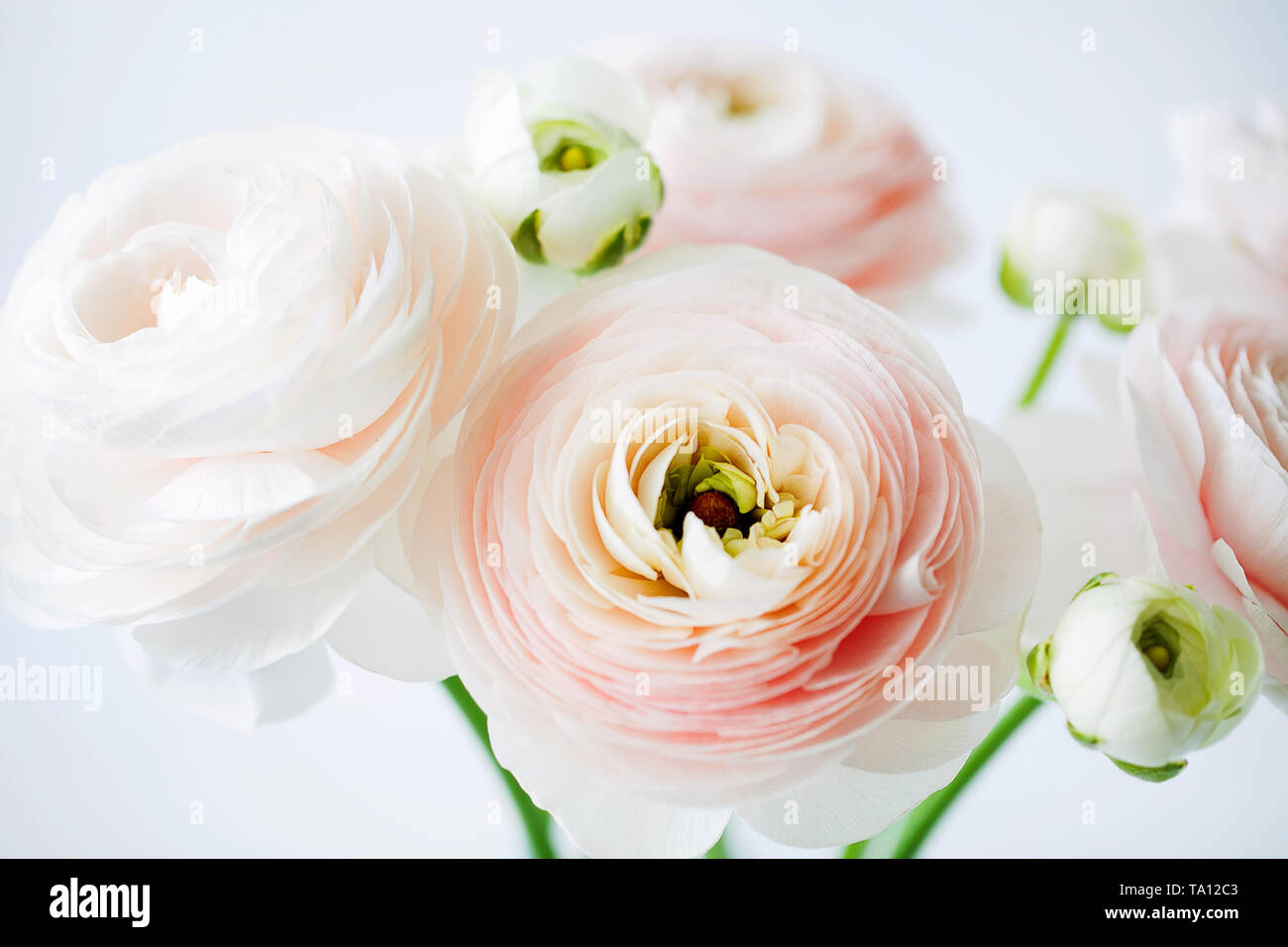 Beautiful tender blossoming of fresh cut bouquet of Ranunculus ...