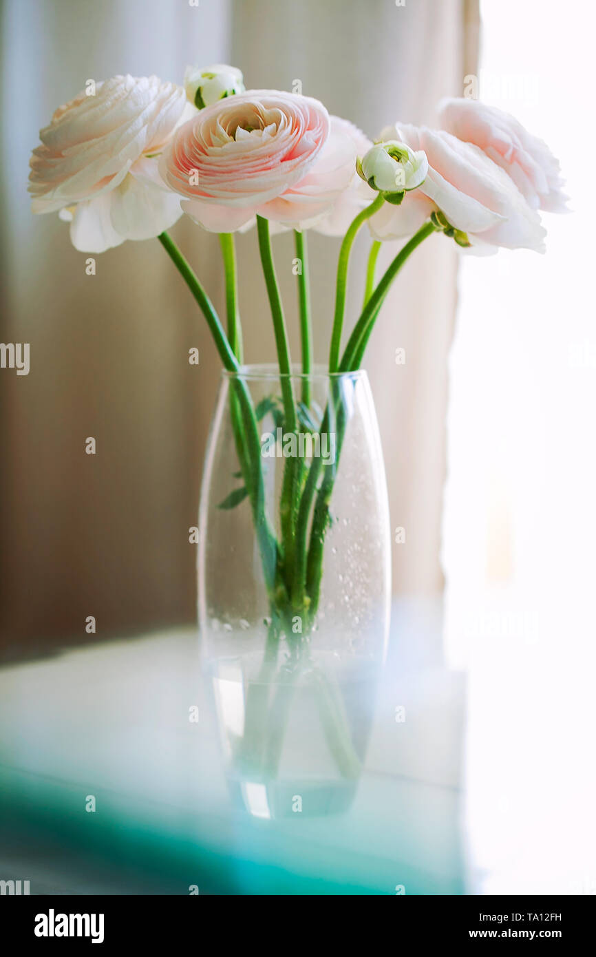 Beautiful fresh cut beige Ranunculus asiaticus or Persian buttercup ...