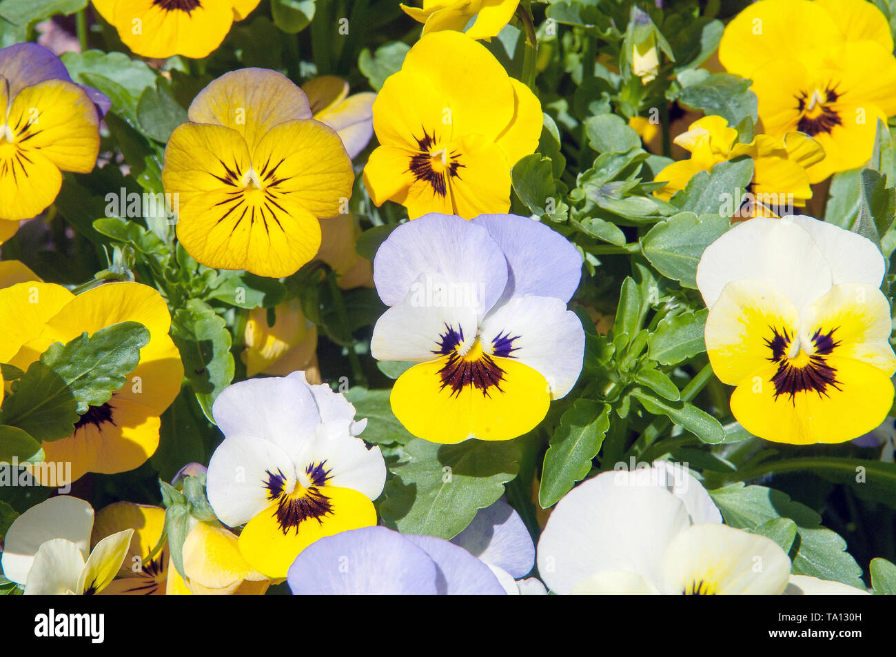 Pansy flowers which are edible Stock Photo Alamy