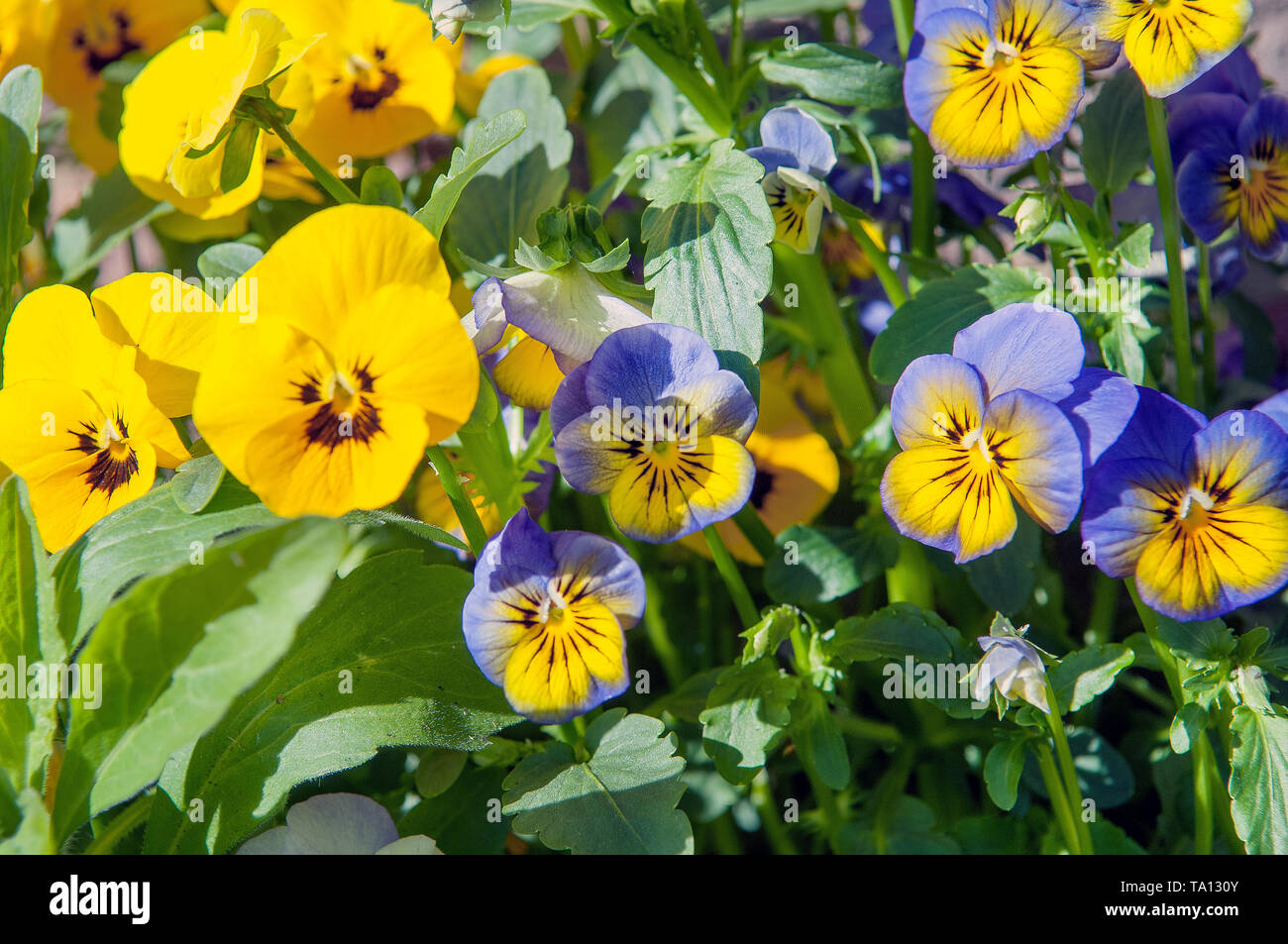 Pansy flowers which are edible Stock Photo Alamy