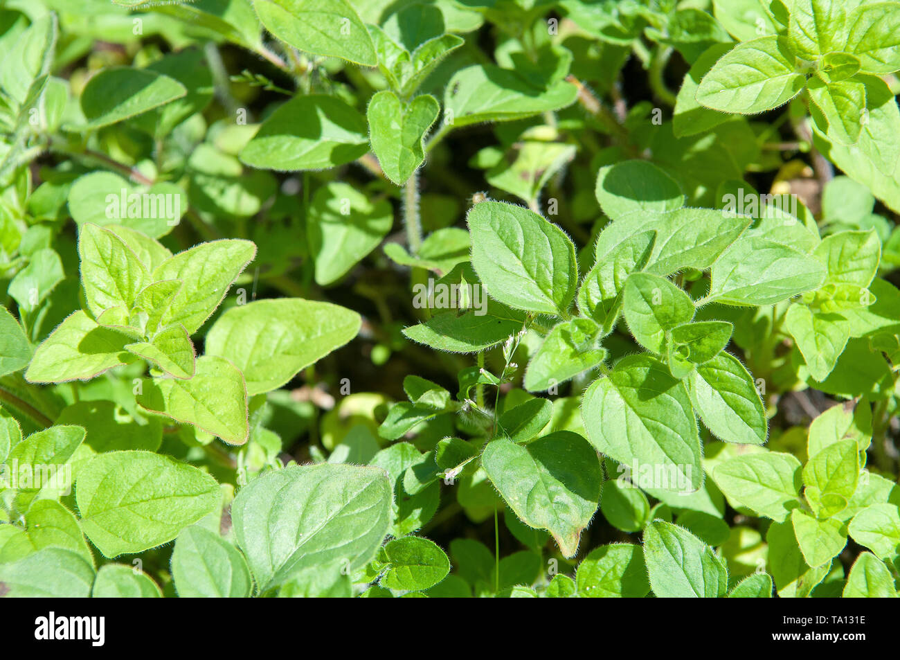 New growth Oregano leaves Stock Photo Alamy