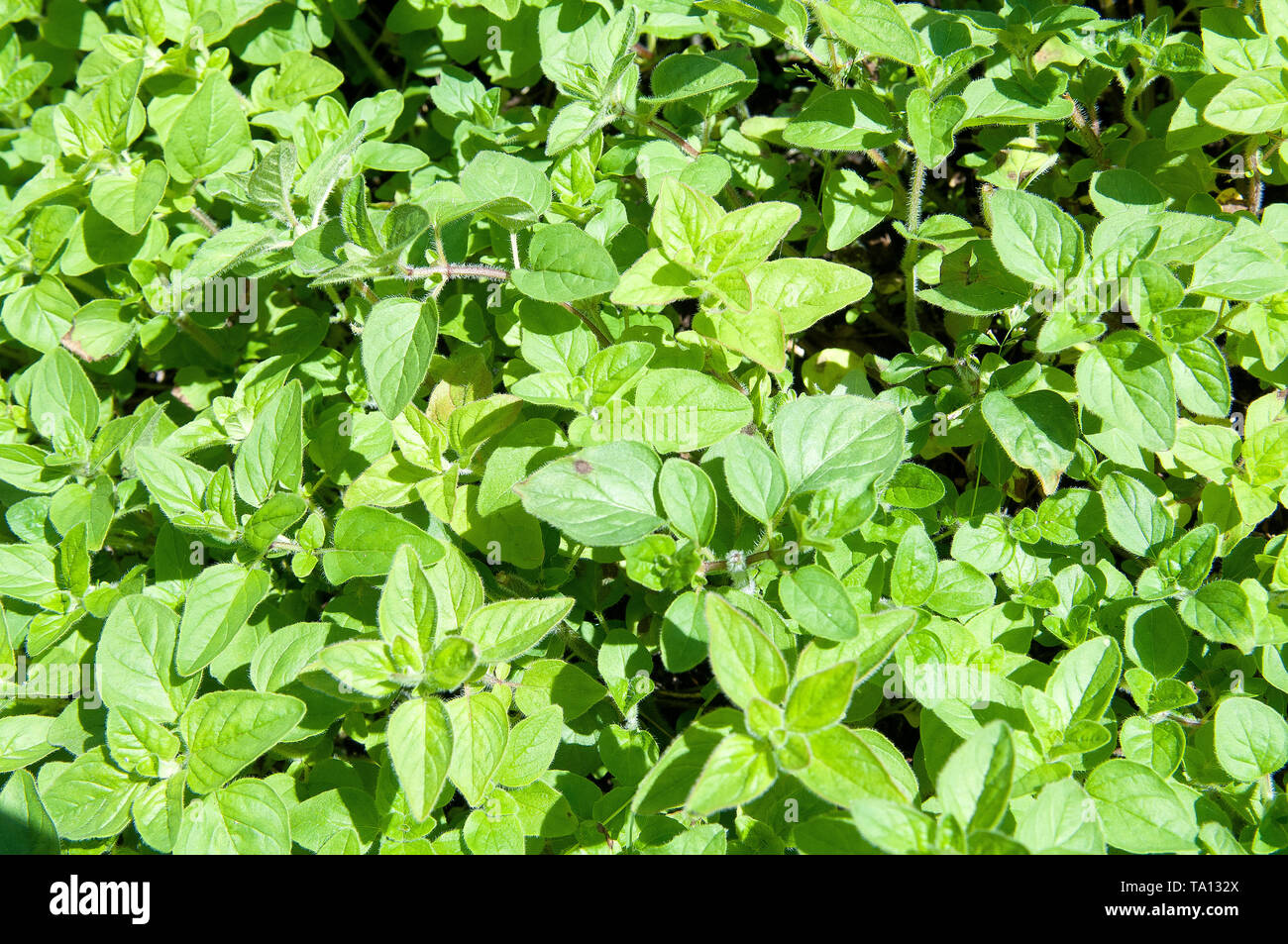 New growth Oregano leaves Stock Photo Alamy